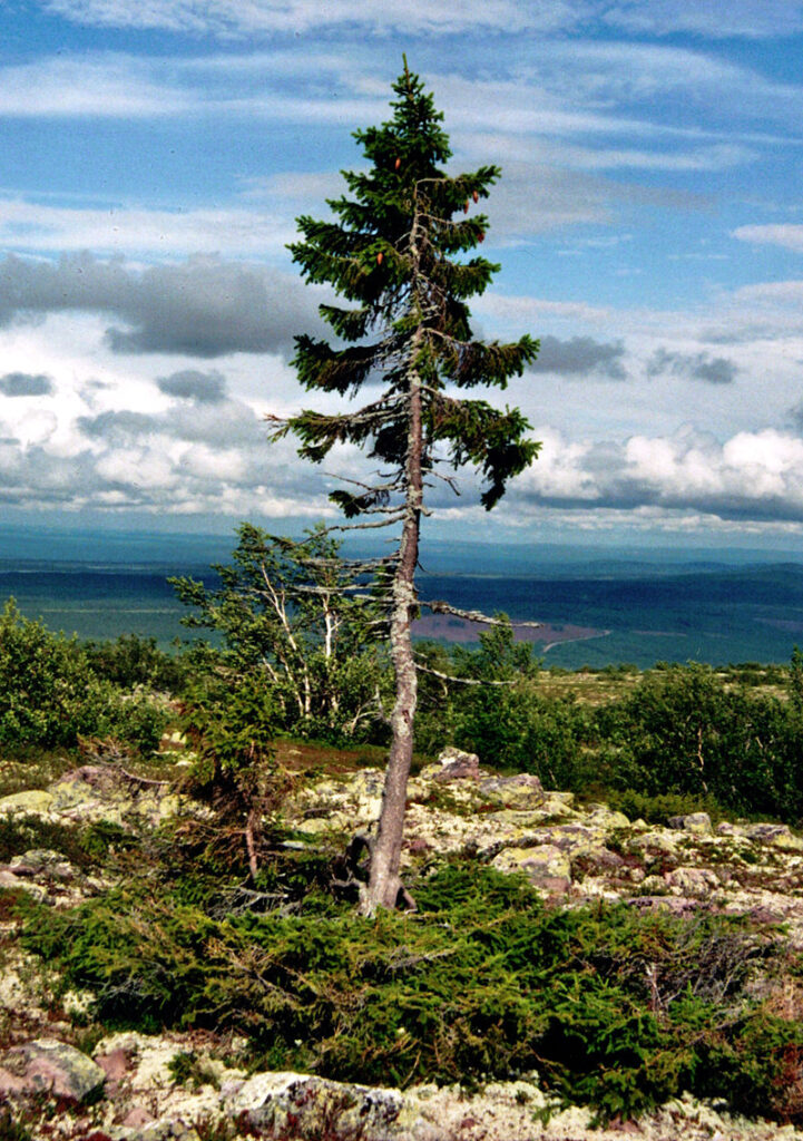 Starożytne drzewo, Old Tjikko